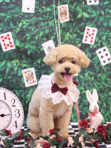 20250423ぽっきーくん